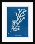 Horned wrack by Anna Atkins