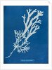Horned wrack by Anna Atkins