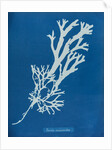 Horned wrack by Anna Atkins