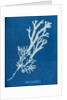 Horned wrack by Anna Atkins