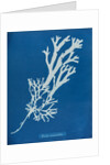 Horned wrack by Anna Atkins
