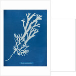 Horned wrack by Anna Atkins