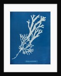 Horned wrack by Anna Atkins