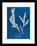 Toothed wrack by Anna Atkins
