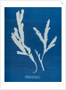 Toothed wrack by Anna Atkins