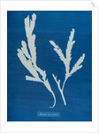 Toothed wrack by Anna Atkins