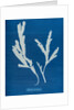 Toothed wrack by Anna Atkins