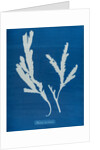Toothed wrack by Anna Atkins