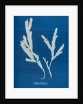 Toothed wrack by Anna Atkins