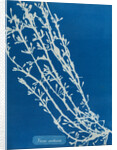 Fucus nodosus by Anna Atkins