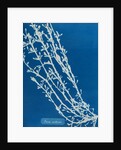 Fucus nodosus by Anna Atkins