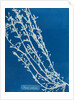 Fucus nodosus by Anna Atkins