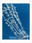 Fucus nodosus by Anna Atkins