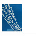 Fucus nodosus by Anna Atkins