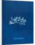 Fucus canaliculatus by Anna Atkins