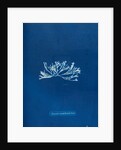 Fucus canaliculatus by Anna Atkins