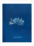 Fucus canaliculatus by Anna Atkins