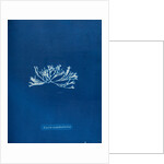 Fucus canaliculatus by Anna Atkins