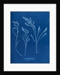 Fucus tuberculatus by Anna Atkins