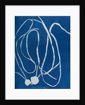 Himanthalia lorea by Anna Atkins