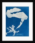 Dabberlocks by Anna Atkins