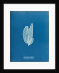 Laminaria debilis by Anna Atkins