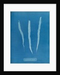 Laminaria fascia by Anna Atkins