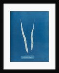 Laminaria fascia by Anna Atkins