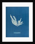 Laminaria phyllitis by Anna Atkins