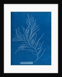 Sea sorrel by Anna Atkins