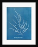 Sea sorrel by Anna Atkins