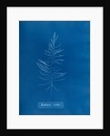 Sea sorrel by Anna Atkins