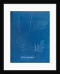 Sporochnus peduncultus by Anna Atkins