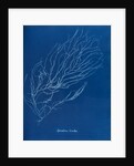 Sporochnus rhizodes by Anna Atkins