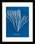 Cutleria multifida by Anna Atkins
