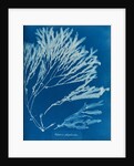 Halyseris polypodioides by Anna Atkins