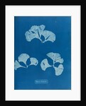 Peacocks tail by Anna Atkins