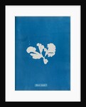 Padina devista by Anna Atkins