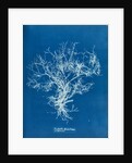 Dictyota dichotoma by Anna Atkins