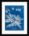 Dictyota dichotoma by Anna Atkins