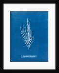 Dictyosiphon faniculacca by Anna Atkins