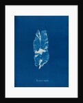 Punctaria latifolia by Anna Atkins