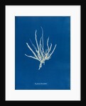 Punctaria tenuissima by Anna Atkins