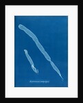 Asperoccus compressus by Anna Atkins