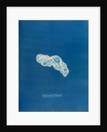 Asperococcus turneri by Anna Atkins