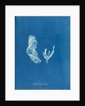 Asperococcus turneri by Anna Atkins