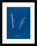 Litosiphon pusillus by Anna Atkins