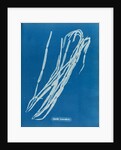 Leather tube by Anna Atkins
