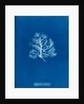 Sphacelaria scoparia by Anna Atkins