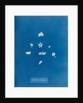 Sphacelaria radicans by Anna Atkins